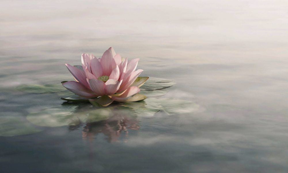 冥想与荷花：静待花开